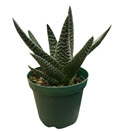 2" Gasteria Okavango